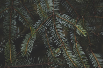 Evergreen pine tree branch with pine needles
