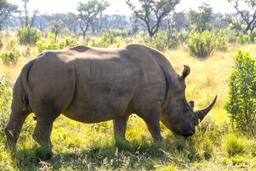 Obraz premium Grazing rhino