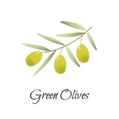Green Olives Branch, vector logo, label, illustration.