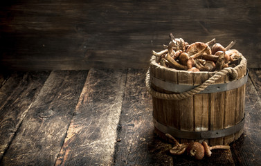 Fresh honey agarics in a wooden bucket.
