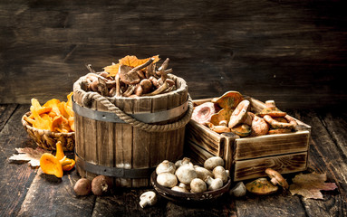 variety of autumn mushrooms.