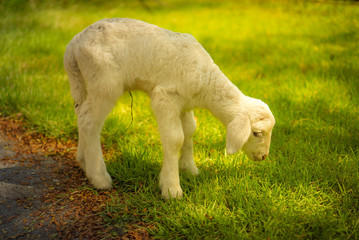 Obraz premium Lambs are eating green grass