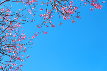 Beautiful cherry blossom in spring, sakura tree flower with blue sky.