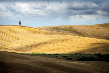 Fototapeta na wymiar Val d 'Arbia, Tuscany. Hills designed as huge rugs after the harvest. Siena, Italy