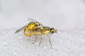 Yellow swarming  fly, Thaumatomyia notata