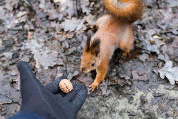 Close up of adults hand feeding squirrel in forest