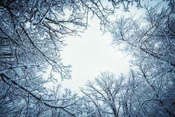 Winter landscape. Branches of trees covered with frost on the background of winter sky.