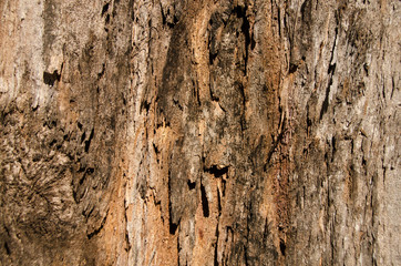 Bark of Pine Tree &nbsp;in Nature