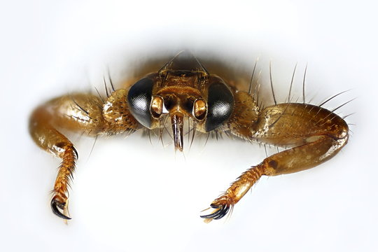 Deer ked fly, Lipoptena cervi, a microscope image