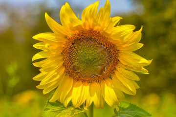 Obraz premium Sunflower is distorted due to lack of maintenance, infection, insect damage, water shortage and pestilence. 