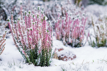 Heather covered by snow