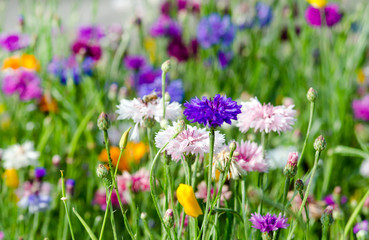 Obraz premium Blütenmeer, Frühlingserwachen, schöner Tag: Bunte Kornblumen :)