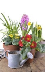 hyacinth, primrose and daffodils in flowerpots on a plank