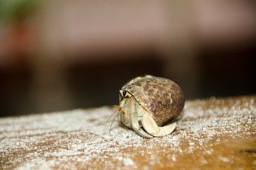 Colorful wild crab with shell (Paguroidea on the beach)