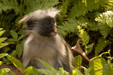 Red colobus monkey staring right