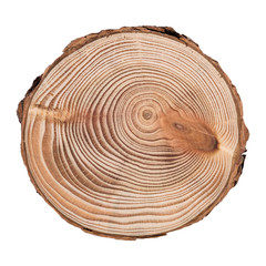 Cross section of tree trunk showing growth rings isolated on white background.