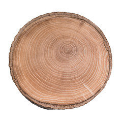 Cross section of tree trunk showing growth rings isolated on white background.
