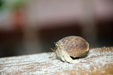 Colorful wild crab with shell (Paguroidea on the beach)