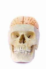 Naklejka premium Human skull filled with brains on white background