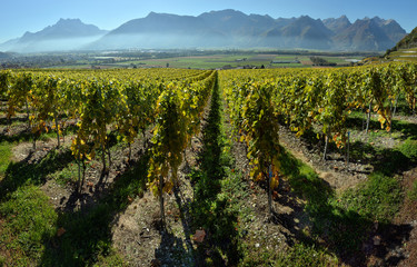 Obraz premium panorama of autumn vineyards in Switzerland