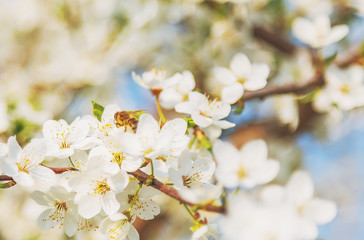 White cherry blossoms flowers branch Spring abstract, Honey bee flying.