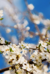 White cherry flowers on a blue sky, Honey bee flying - Spring abstract scenes.