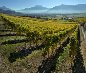Fototapeta na wymiar panorama of autumn vineyards in Switzerland