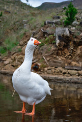 White Goose - Portrait 