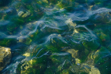 Fototapeta na wymiar Fresh green seaweed and pebble bottom. Close-up.