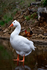 White Goose Portrait