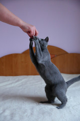 Domestic cats are great pets to cuddle and hug.