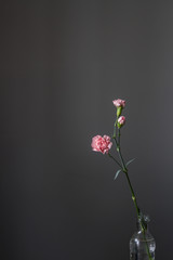 A lonely isolated pink carnation flower stands in a bottle of water on a gray background.