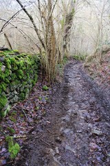 chemin creux en Auvergne