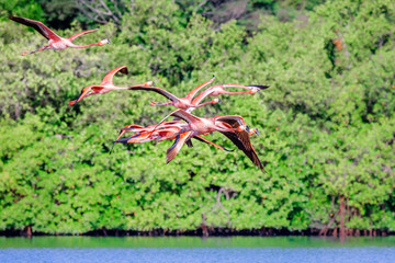 Flock of flying pink flamingos over Guanaroca lake, cear Cienfuegos, Cuba © vadim.nefedov