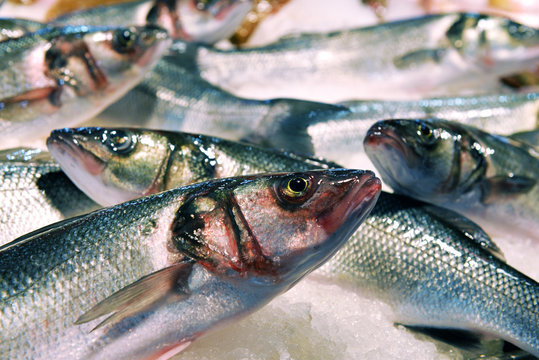 Cluster of sea bass for sale at supermarket. Fresh fish on the ice for selling.
