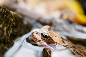 Grasfrosch