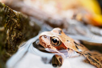 Grasfrosch