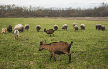 Fototapeta premium Herd.