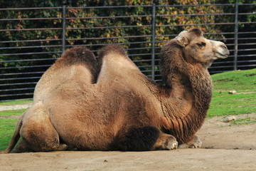 nice young camel