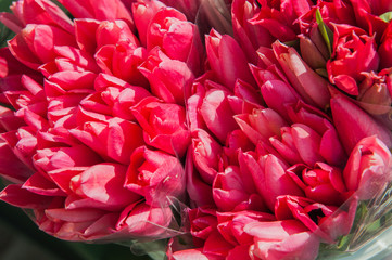 red tulips bouquet background
