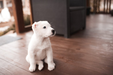 Cute baby pet sitting on wooden floor at country side closeup. Looking away. Domesti dog.