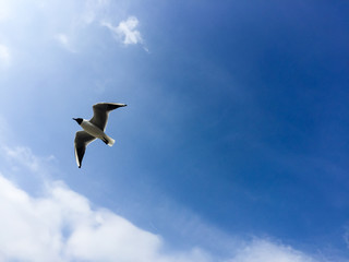 Flying black headed gull, blue sky, England
