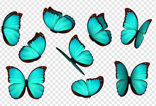 Butterfly blue vector illustration. Set blue isolated butterflies. Insects Lepidoptera Morpho amathonte.