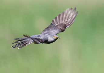 Common cuckoo take off from  horizontal branch on blurred beige-blue background