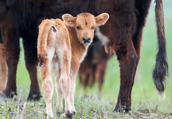 Naklejka na ściany i meble Close-up photo of a small red-haired calf on the background of an adult cow