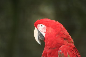 Fototapeta premium Ara et Perroquet