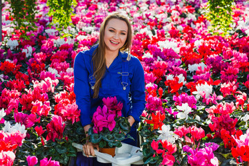 Woman florist, working with flowers,, while standing in greenhouse with cyclamen. Industrial...