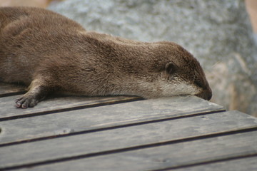 Loutre