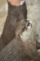 Loutre