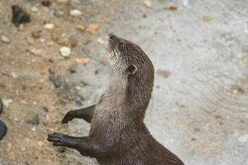 Loutre